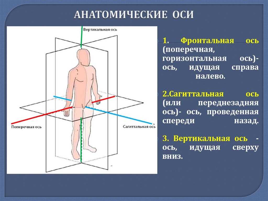 АНАТОМИЧЕСКИЕ ОСИ