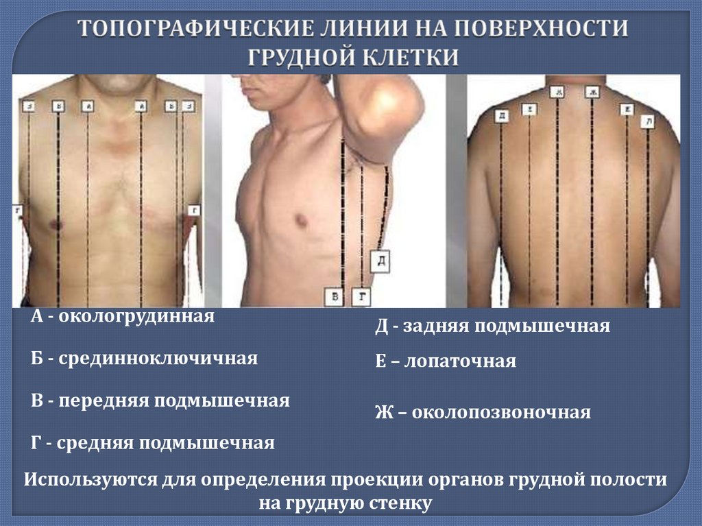 ТОПОГРАФИЧЕСКИЕ ЛИНИИ НА ПОВЕРХНОСТИ ГРУДНОЙ КЛЕТКИ