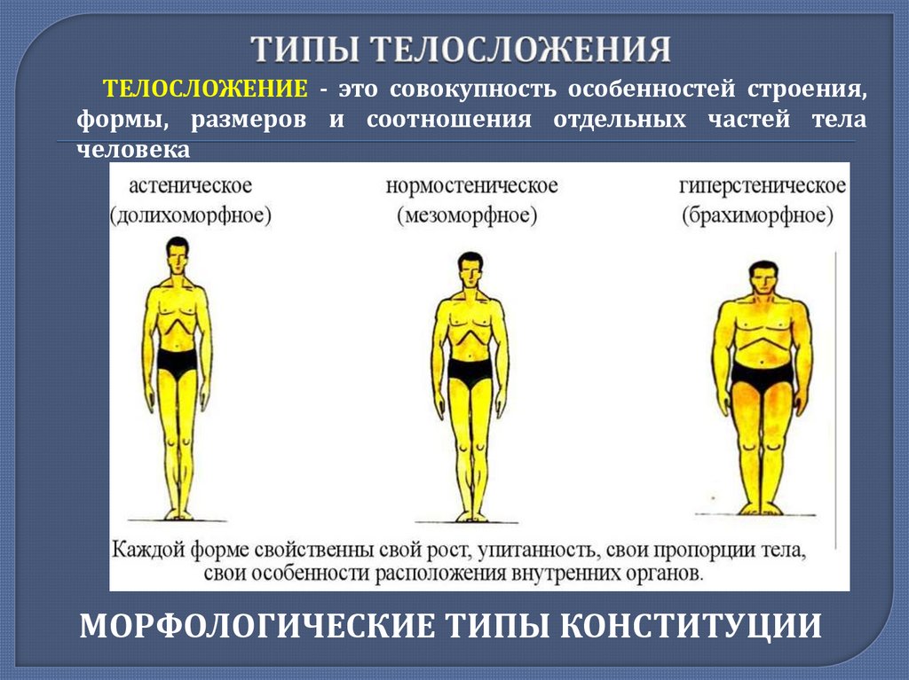 ТИПЫ ТЕЛОСЛОЖЕНИЯ
