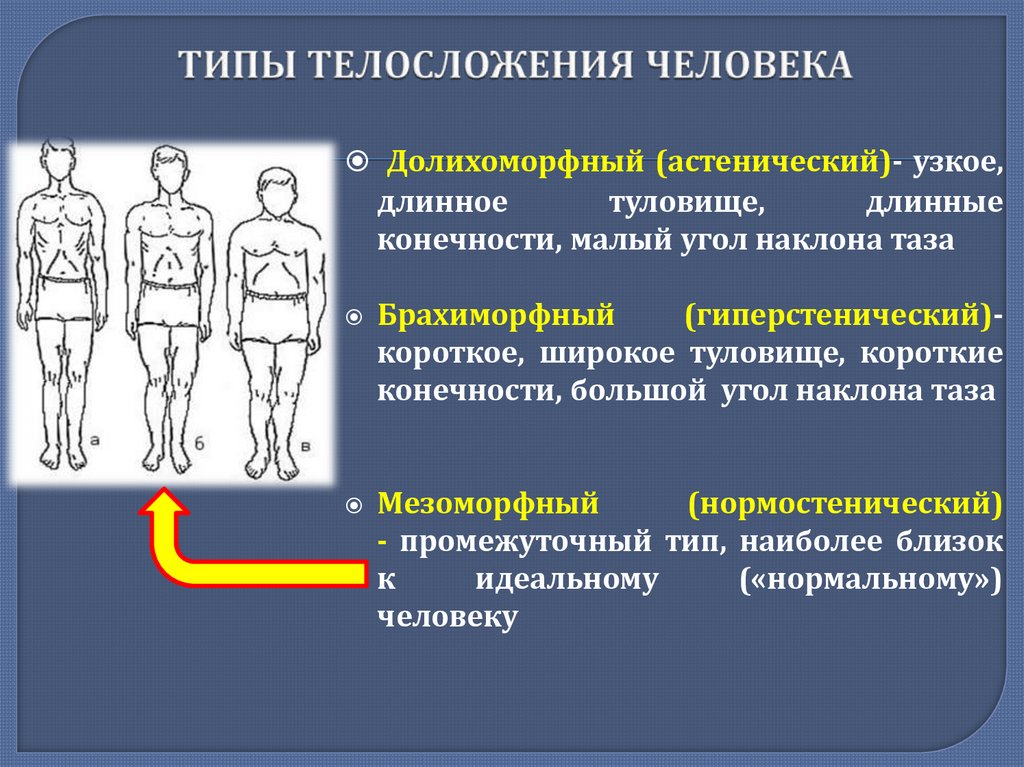 ТИПЫ ТЕЛОСЛОЖЕНИЯ ЧЕЛОВЕКА