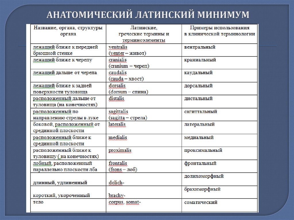 АНАТОМИЧЕСКИЙ ЛАТИНСКИЙ МИНИМУМ