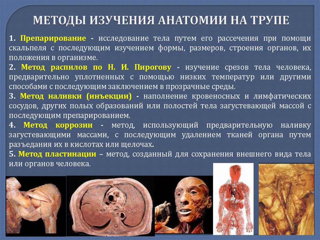 МЕТОДЫ ИЗУЧЕНИЯ АНАТОМИИ НА ТРУПЕ
