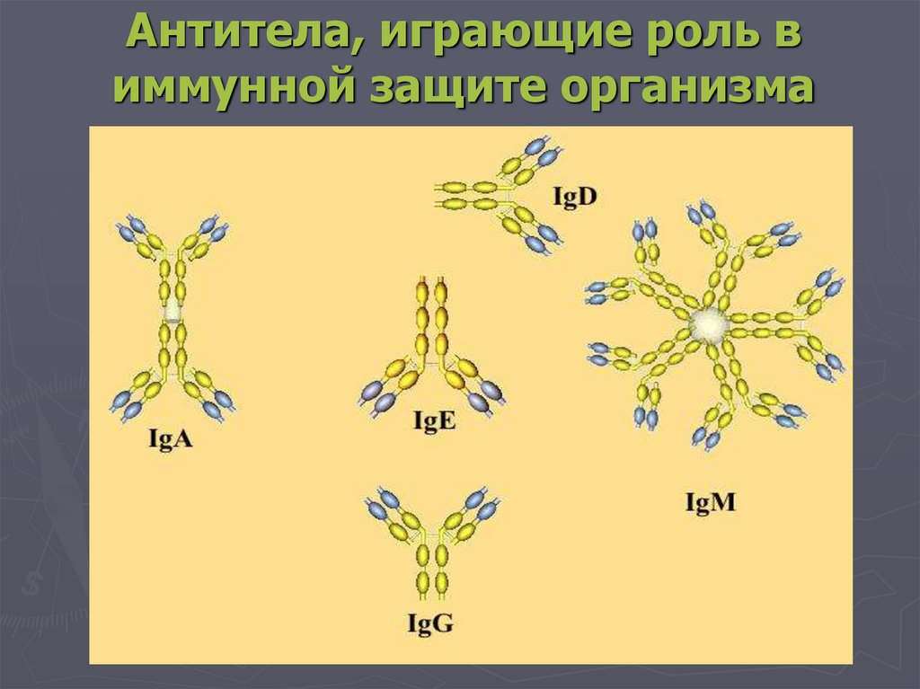 Антитела, играющие роль в иммунной защите организма