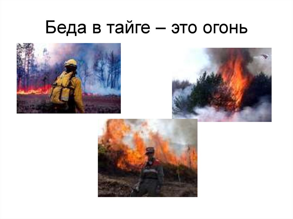 Беда в тайге – это огонь