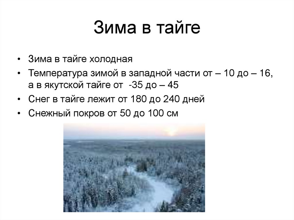 Зима в тайге