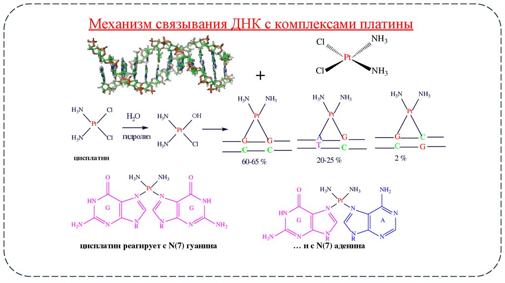 Механизм связывания ДНК с комплексами платины