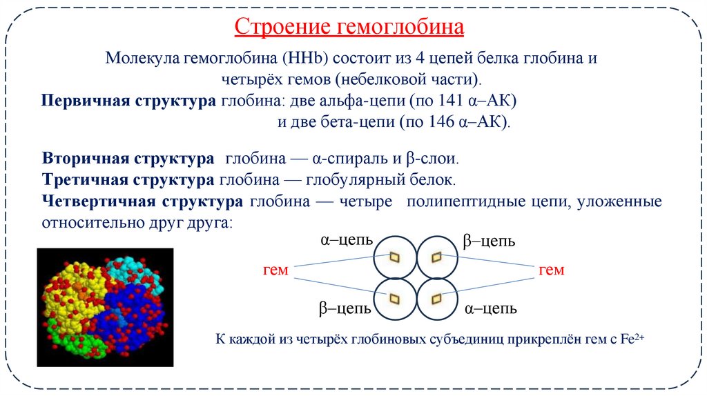 Строение гемоглобина