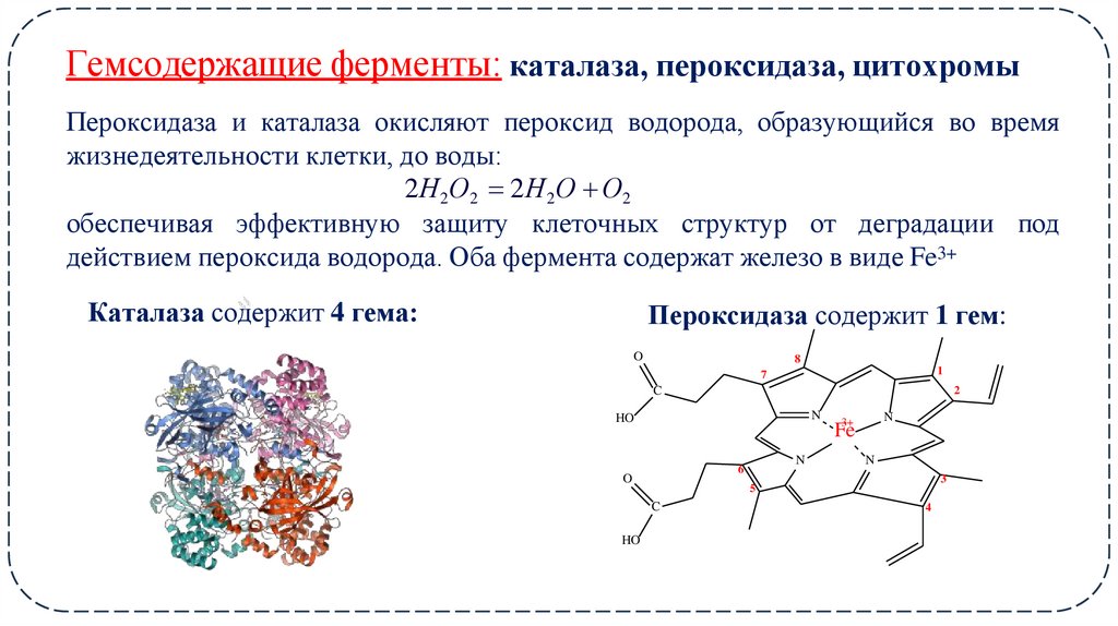 Гемсодержащие ферменты: каталаза, пероксидаза, цитохромы