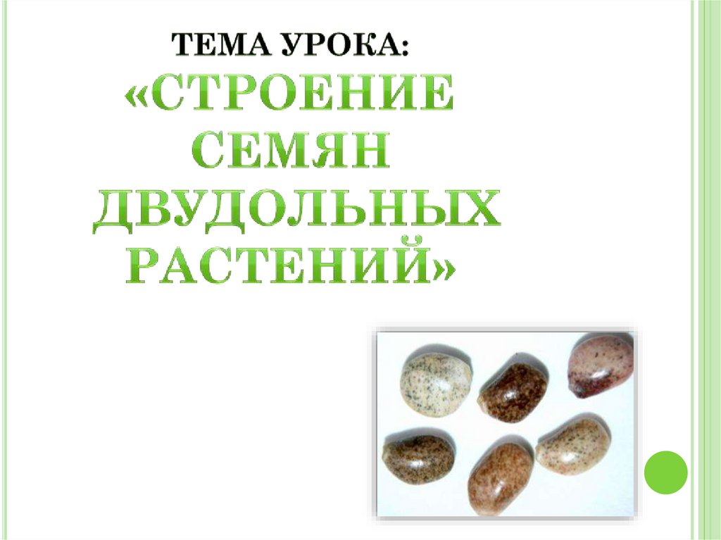 Тема урока: «Строение семян двудольных растений»