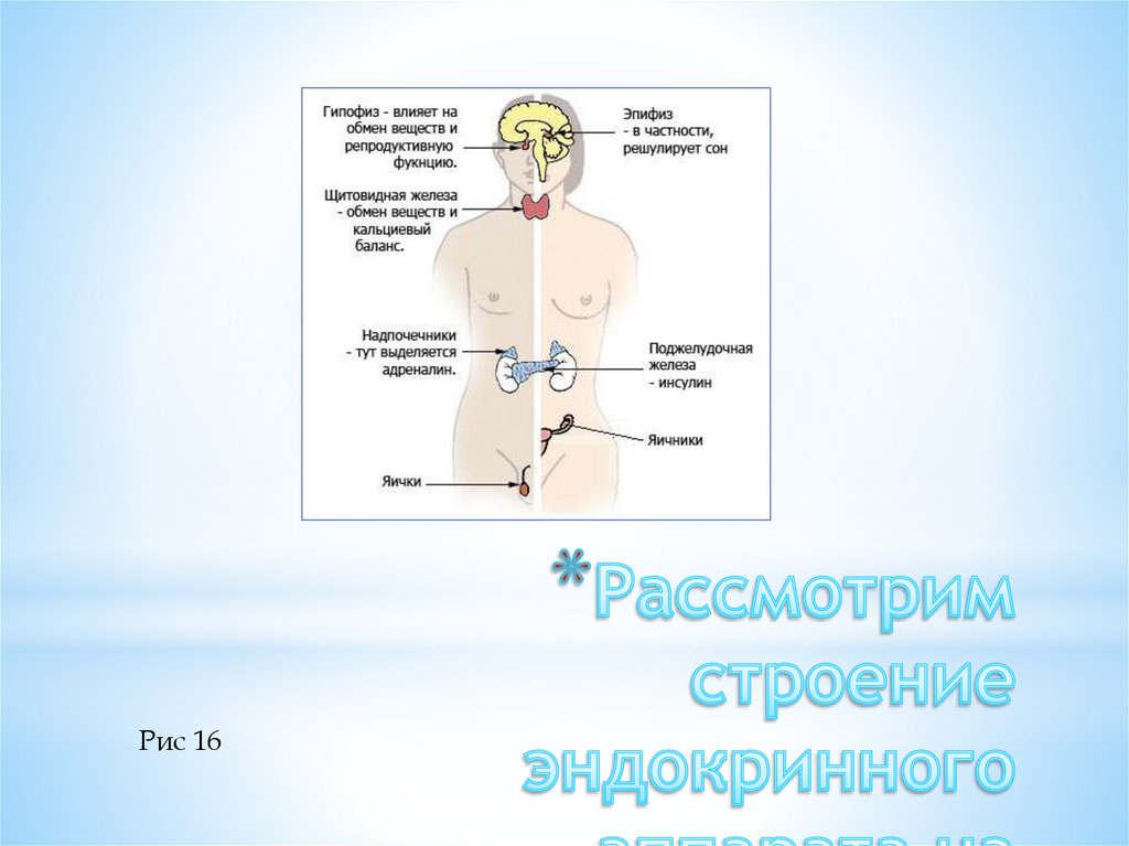 Рассмотрим строение эндокринного аппарата на примере человека