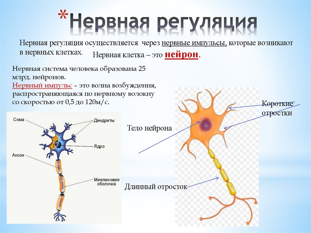 Нервная регуляция