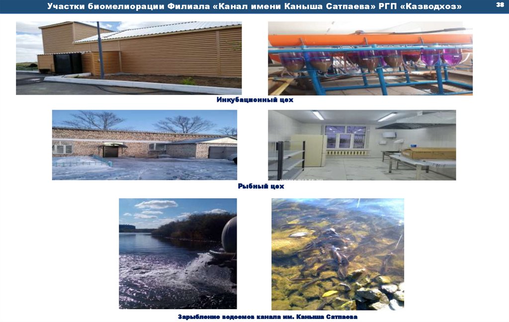 Зарыбление водоемов канала им. Каныша Сатпаева