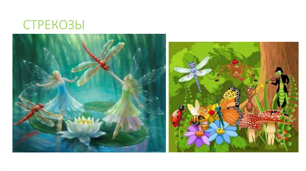 СТРЕКОЗЫ