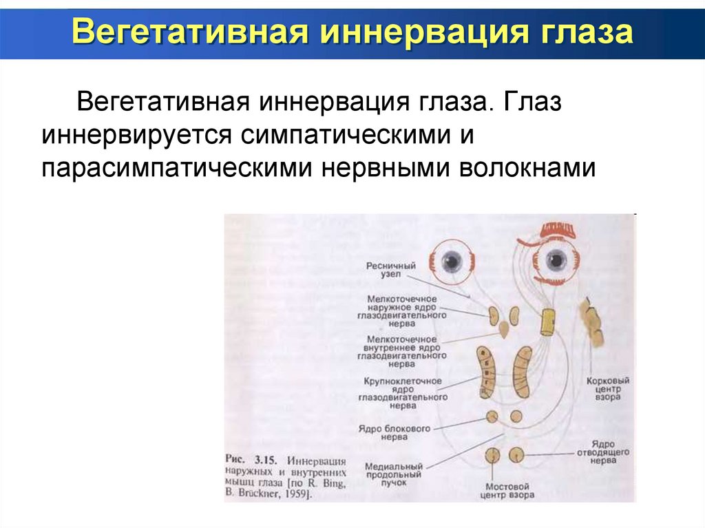 Вегетативная иннервация глаза
