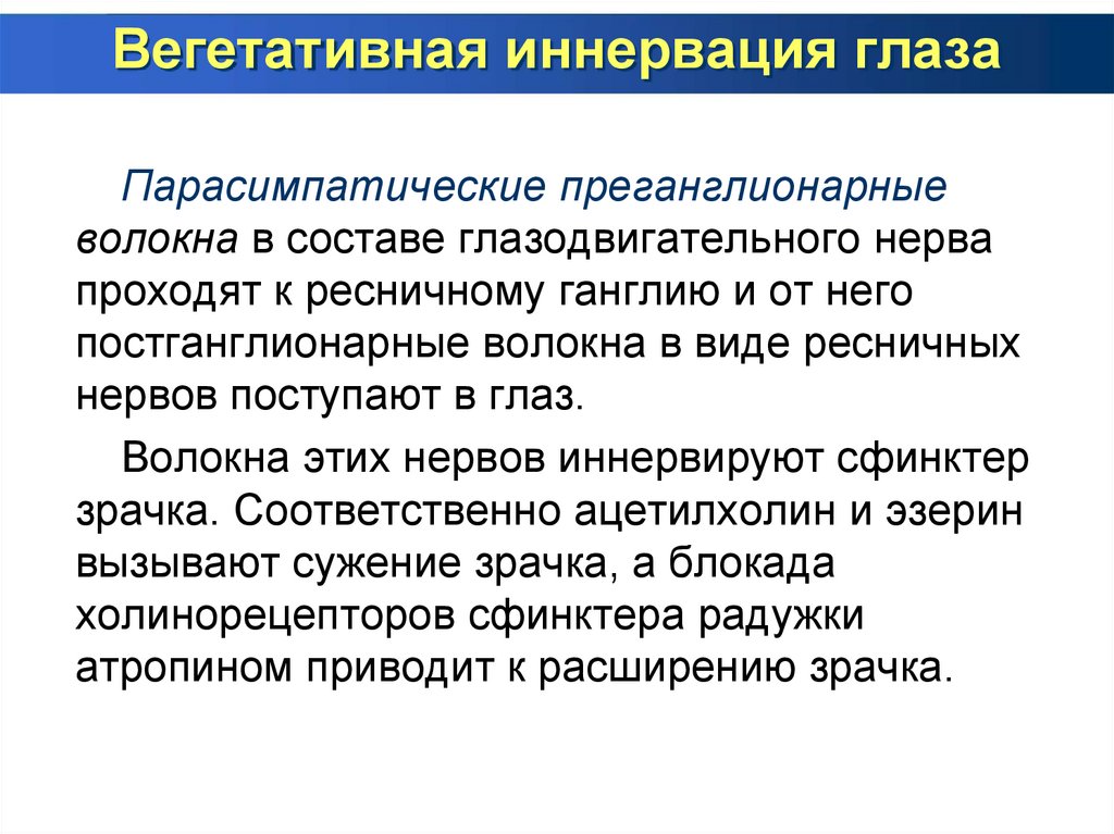 Вегетативная иннервация глаза
