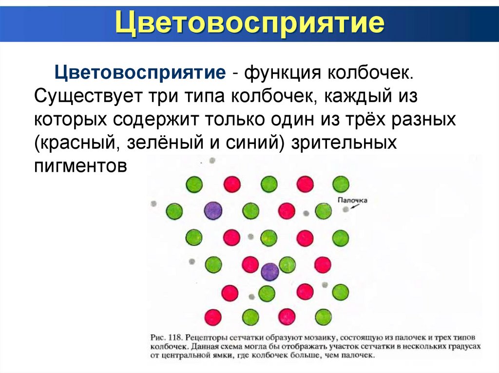 Цветовосприятие