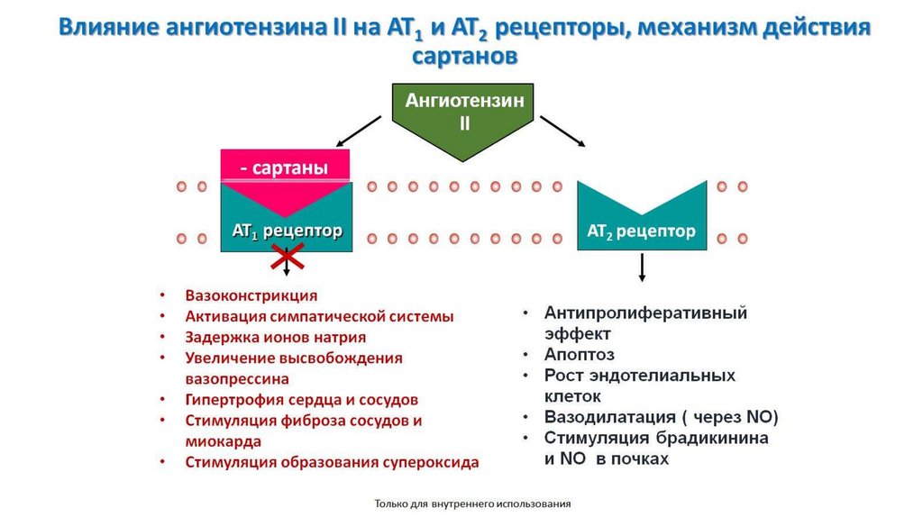 Влияние ангиотензина II на AT1 и AT2 рецепторы, механизм действия сартанов