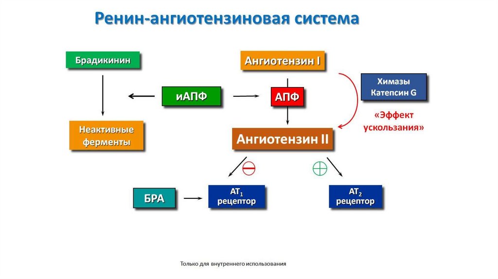 Ренин-ангиотензиновая система
