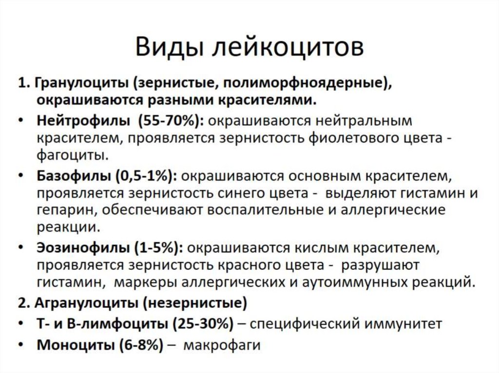 Виды лейкоцитов