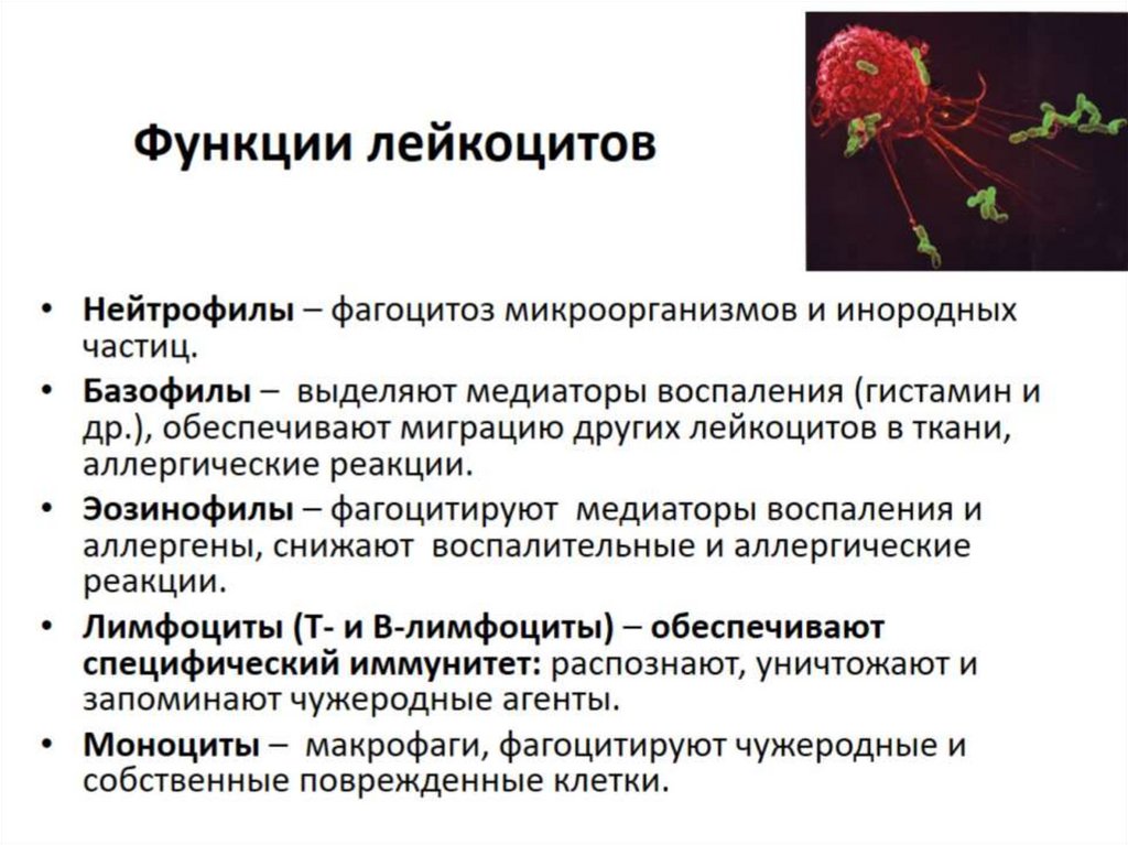 Функции лейкоцитов