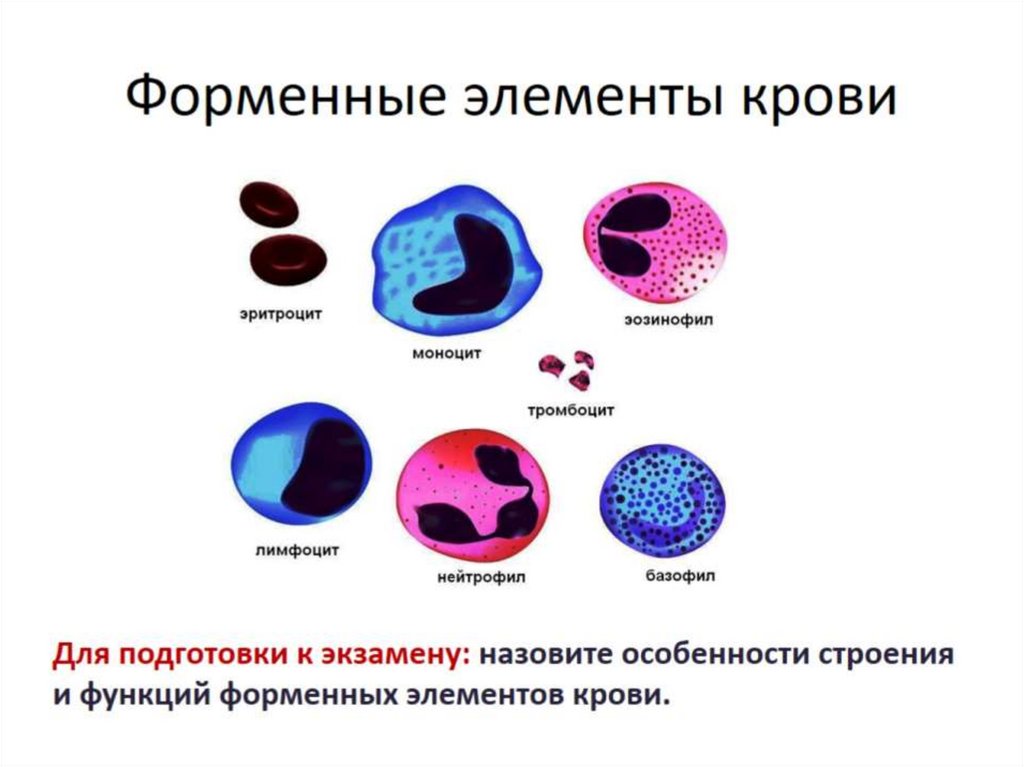 Форменные элементы крови