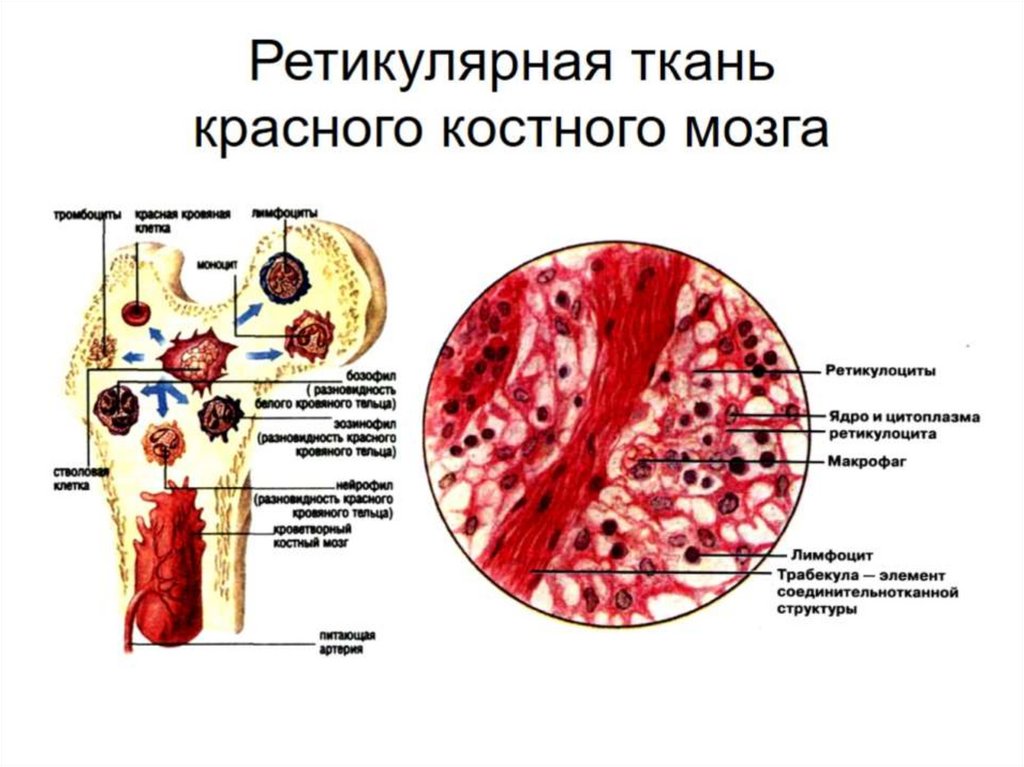 Ретикулярная ткань красного костного мозга