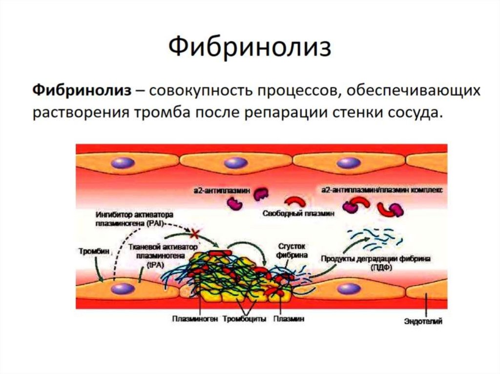 Фибринолиз