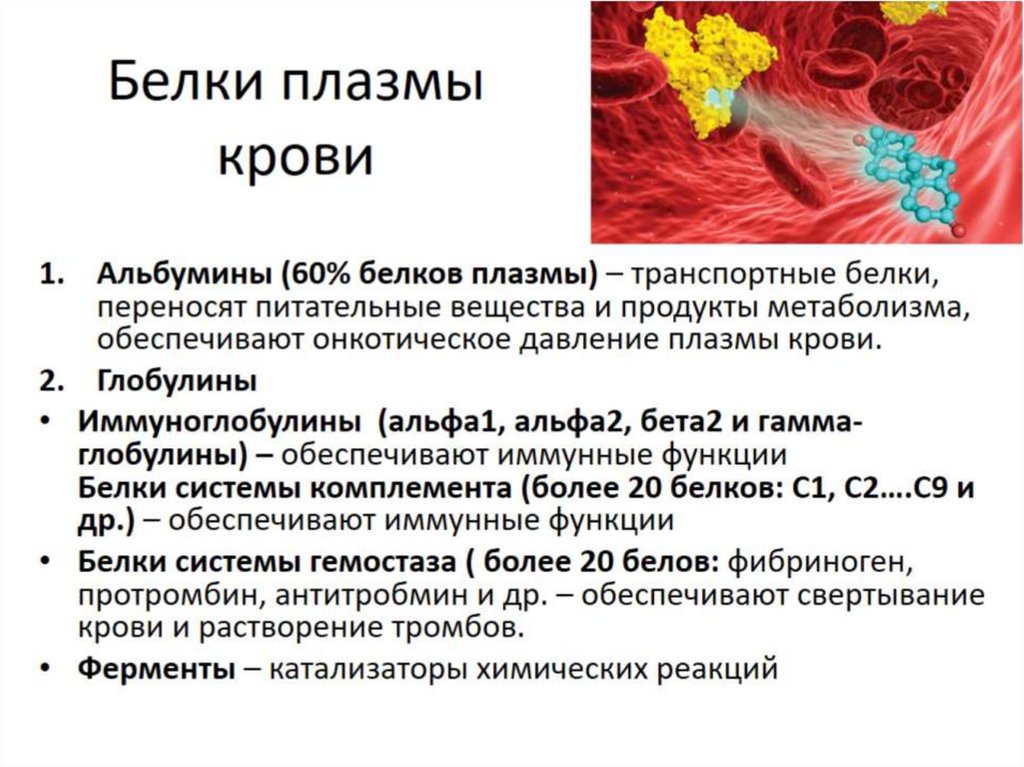 Белки плазмы крови