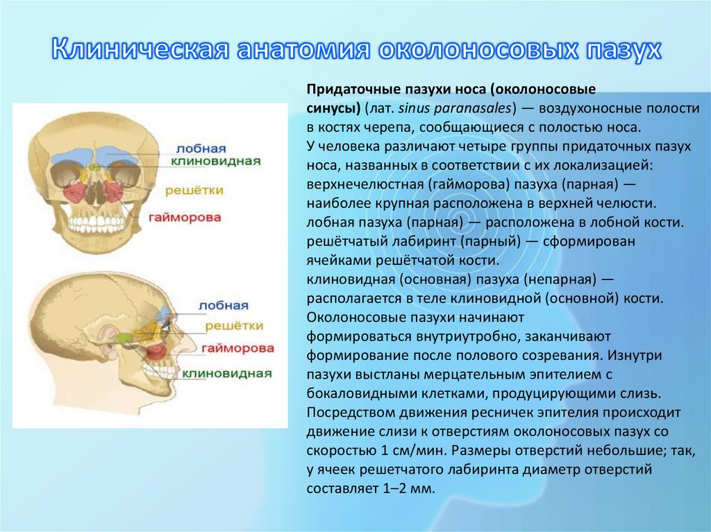 Клиническая анатомия околоносовых пазух