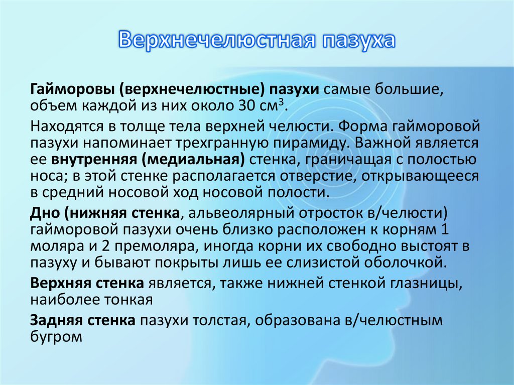 Верхнечелюстная пазуха