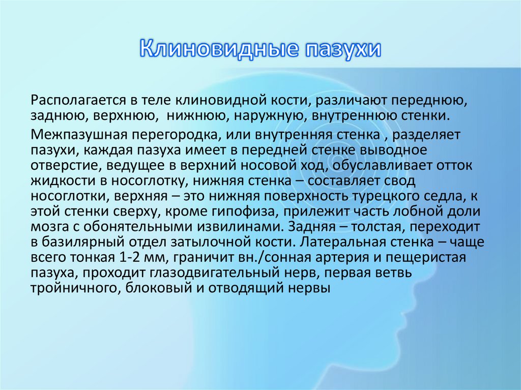 Клиновидные пазухи