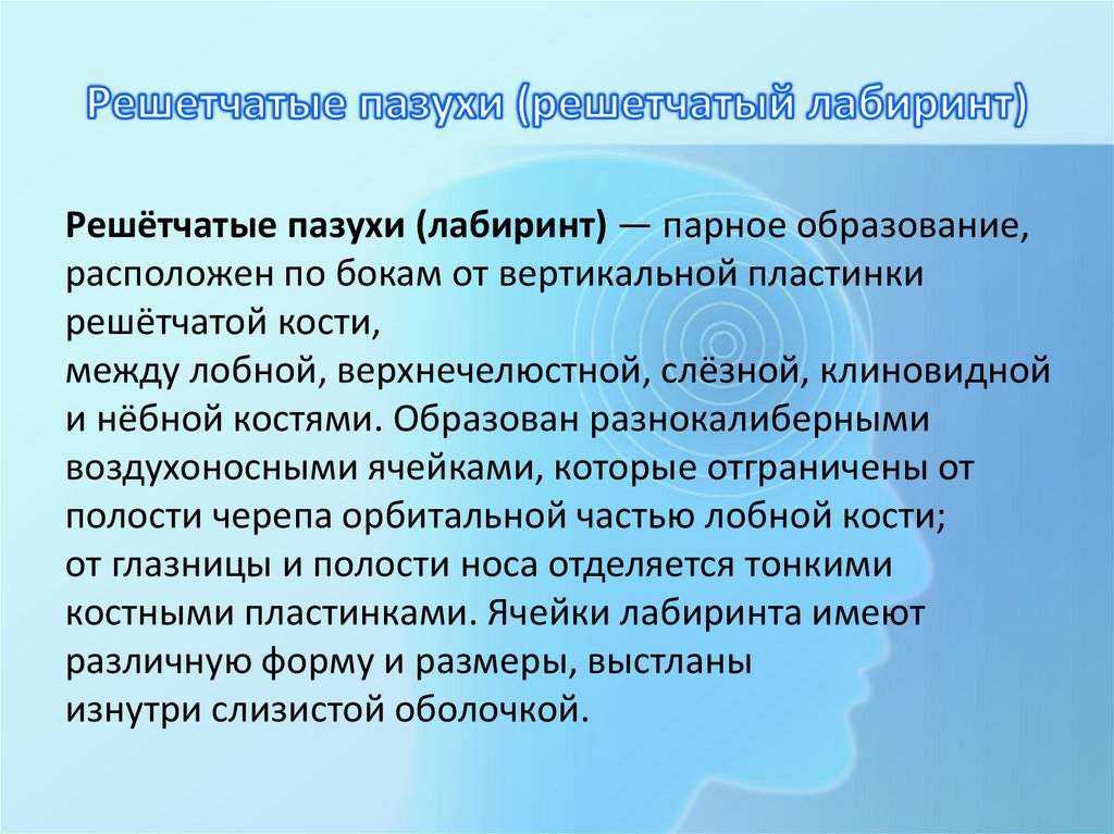 Решетчатые пазухи (решетчатый лабиринт)