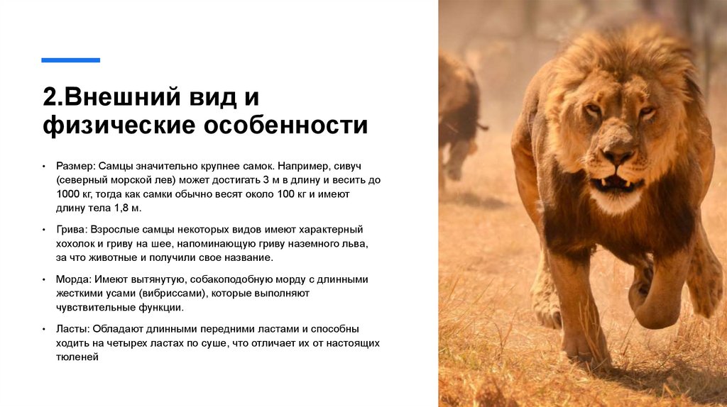 2.Внешний вид и физические особенности