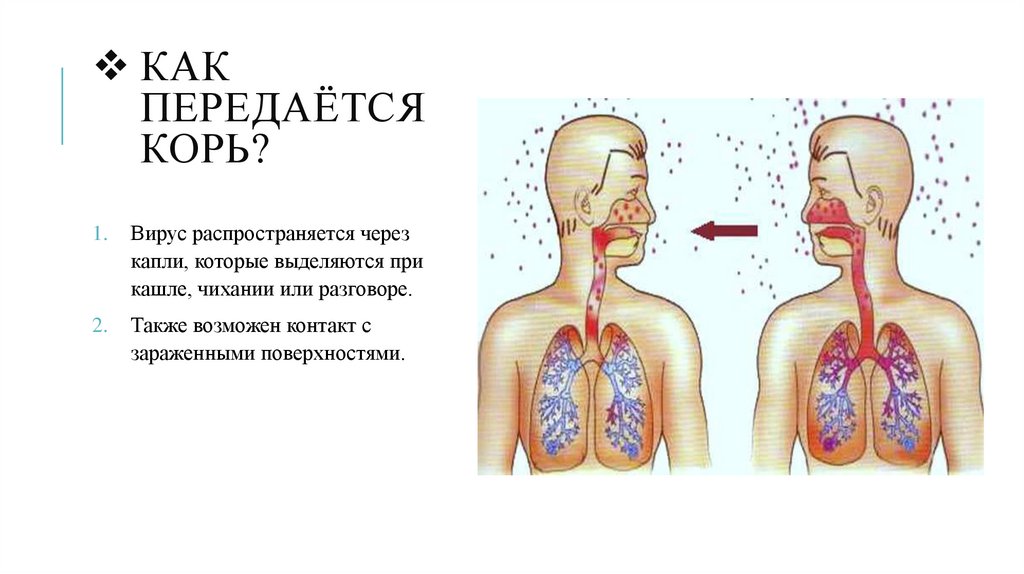 Как передаётся Корь?