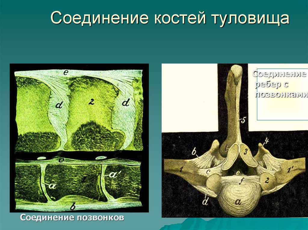 Соединение костей туловища