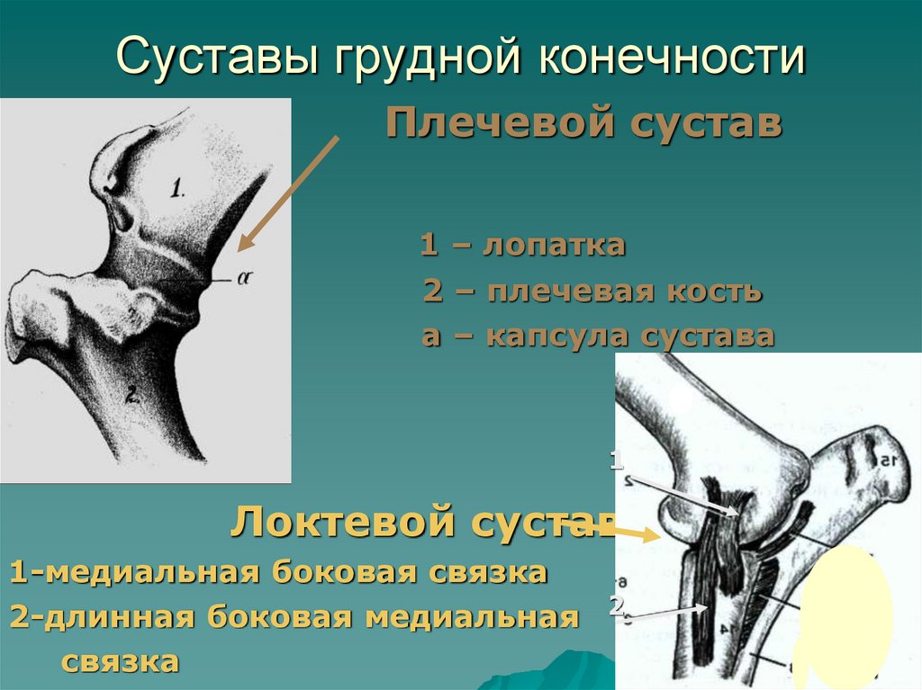 Суставы грудной конечности