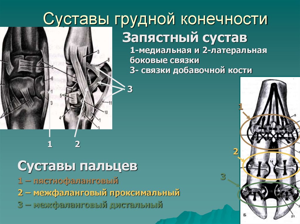 Суставы грудной конечности