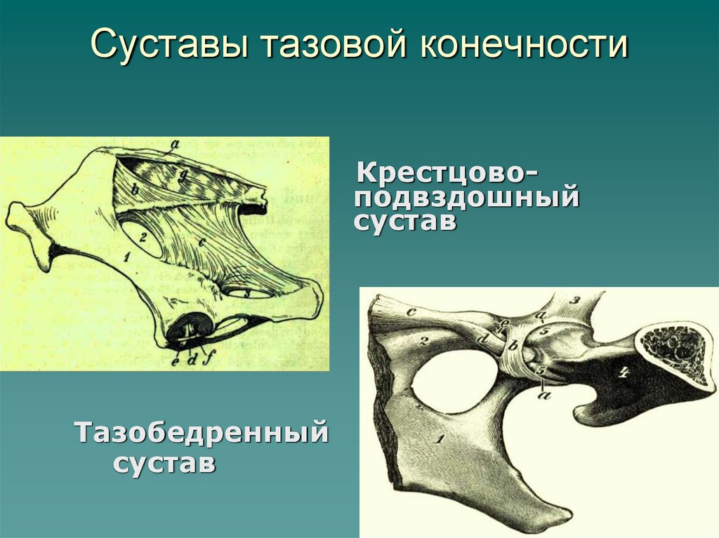 Суставы тазовой конечности