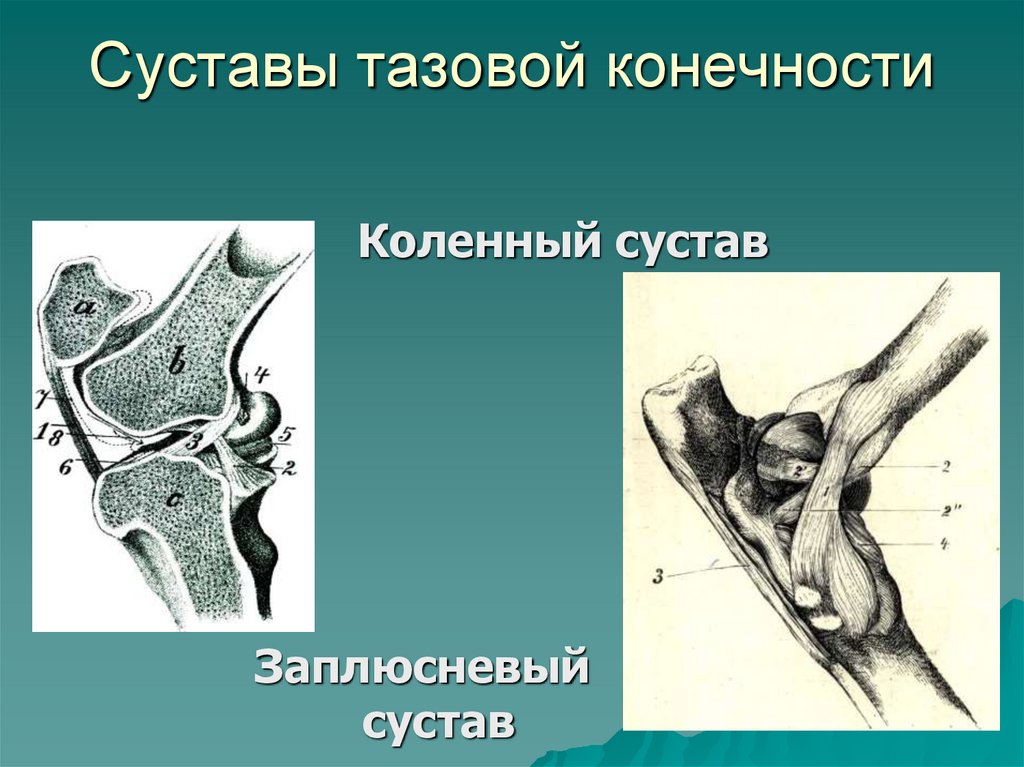 Суставы тазовой конечности