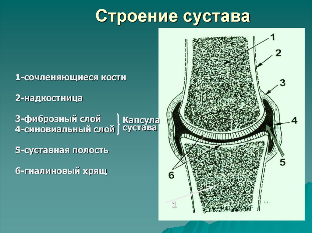 Строение сустава