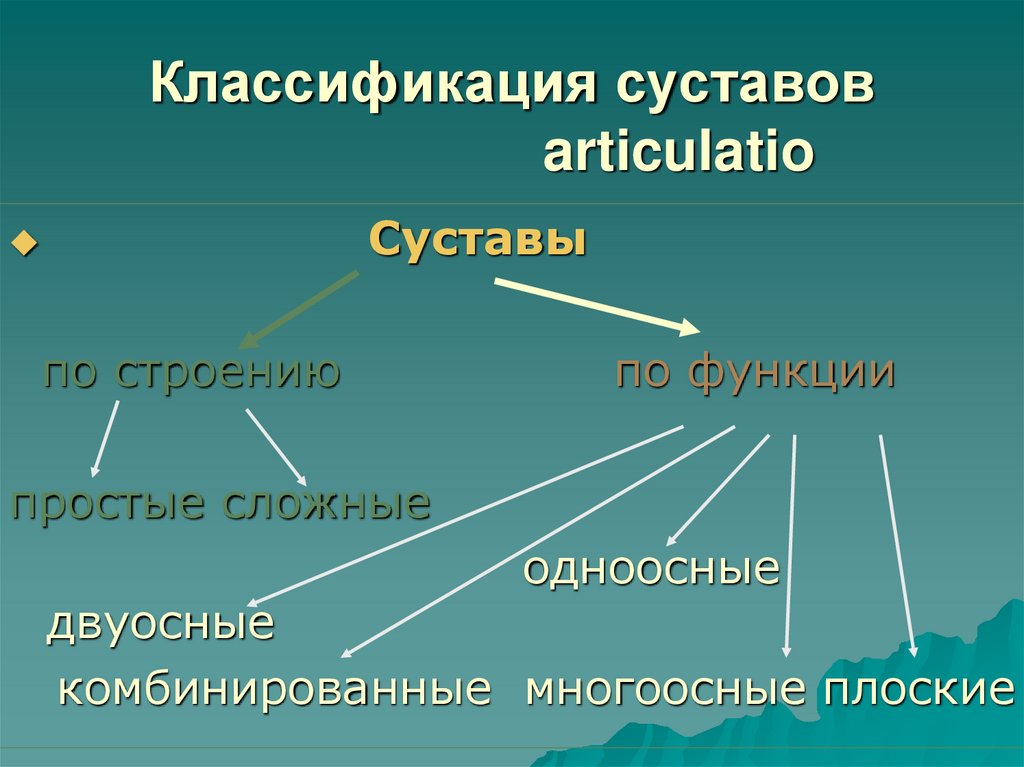 Классификация суставов articulatio