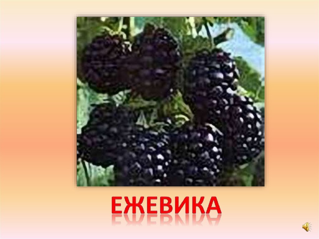 ежевика