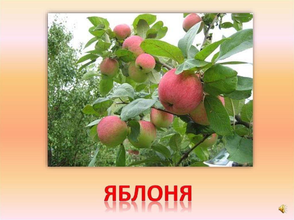 яблоня