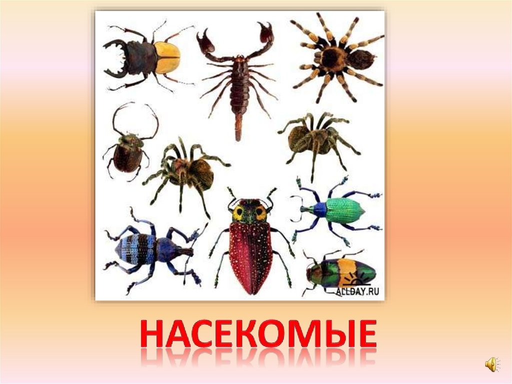 насекомые