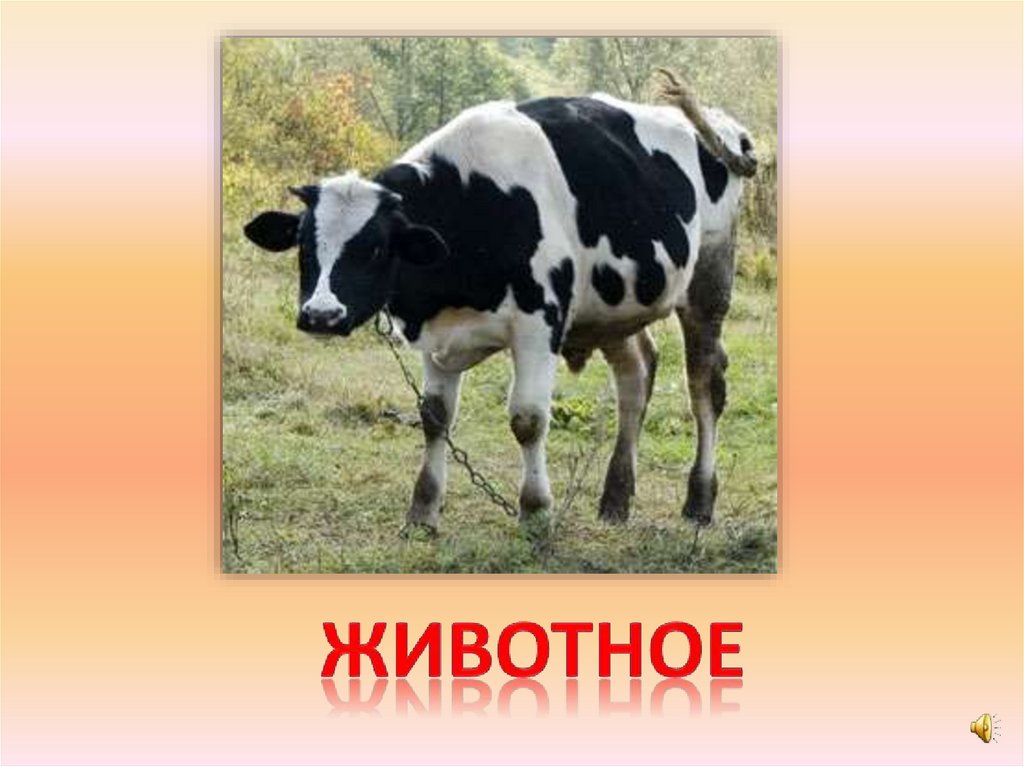 животное