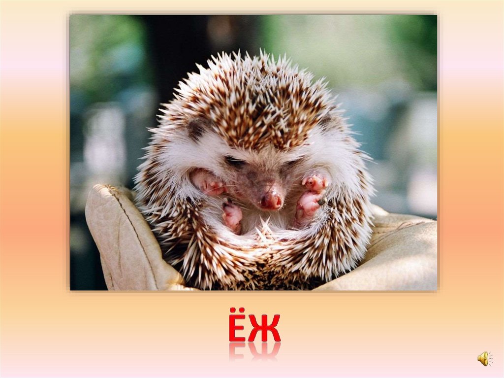 ёж