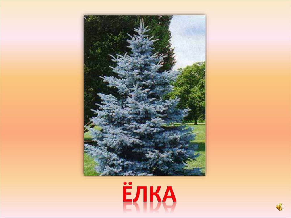 ёлка