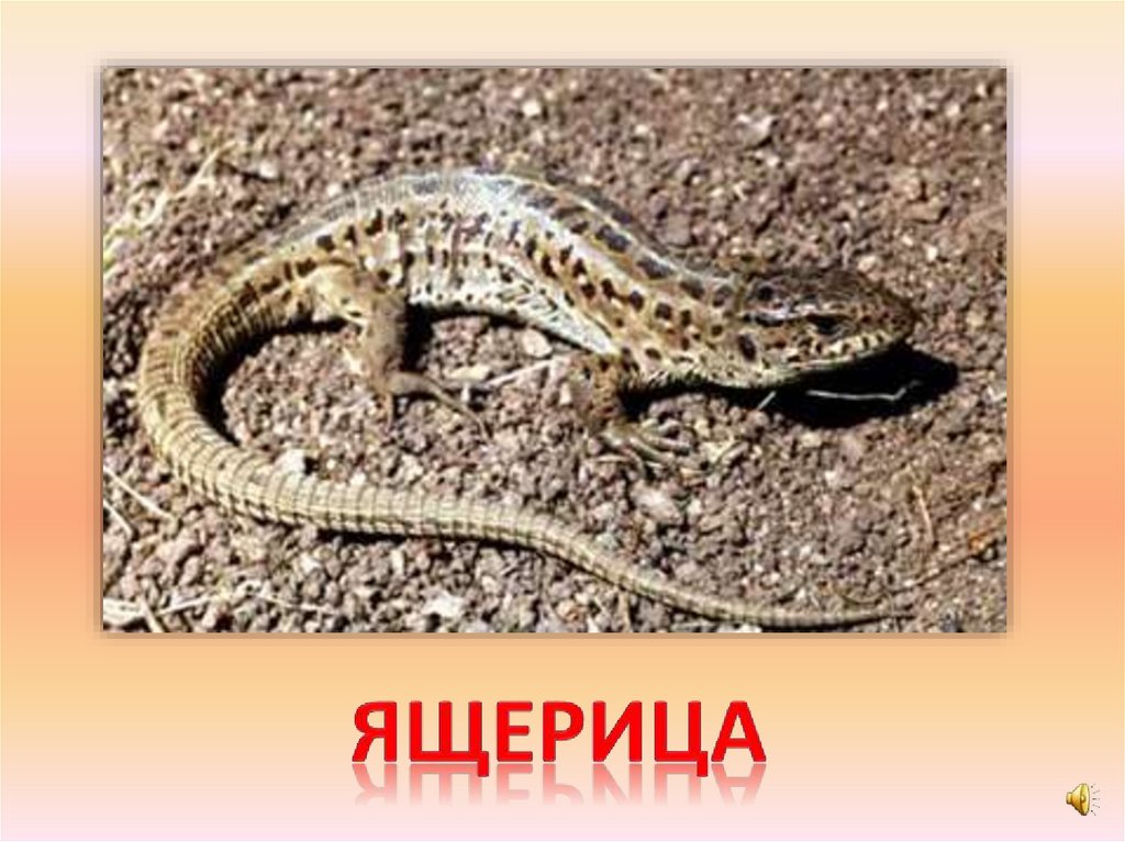 ящерица