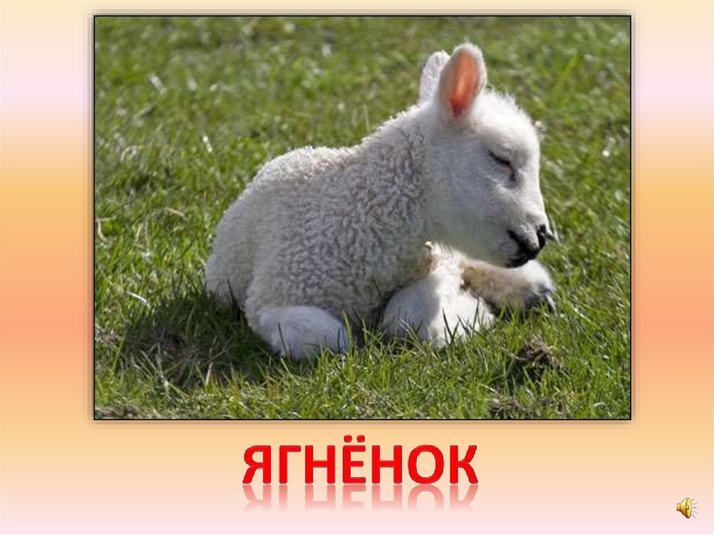 ягнёнок