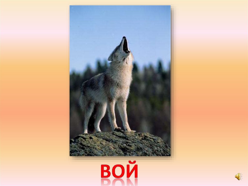 вой